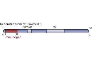 Image no. 3 for anti-Caveolin 3 (CAV3) (AA 3-24) antibody (ABIN967960) (Caveolin 3 anticorps  (AA 3-24))
