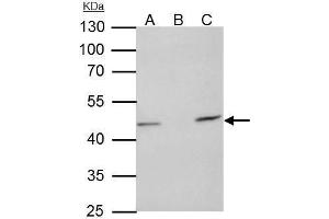 IP Image TUFM antibody [N3C3] immunoprecipitates TUFM protein in IP experiments. (TUFM anticorps)