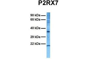Host:  Rabbit  Target Name:  P2RX7  Sample Tissue:  Human Hela  Antibody Dilution:  1. (P2RX7 anticorps  (N-Term))