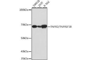 Western blot analysis of extracts of various cell lines, using TNFR2/TNFRSF1B antibody (ABIN7271070) at 1:1000 dilution. (TNFRSF1B anticorps)
