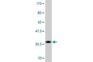 Western Blot detection against Immunogen (33.