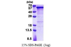 SDS-PAGE (SDS) image for Semenogelin I (SEMG1) (AA 24-462) protein (His tag) (ABIN5853026) (SEMG1 Protein (AA 24-462) (His tag))