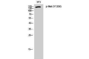 Western Blotting (WB) image for anti-Met Proto-Oncogene (MET) (pTyr1356) antibody (ABIN3182207) (c-MET anticorps  (pTyr1356))