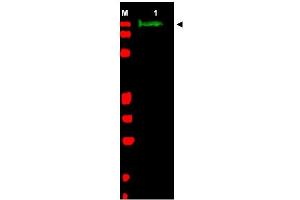 Image no. 1 for anti-Slit Homolog 2 (Drosophila) (SLIT2) (AA 484-500) antibody (ABIN401286) (SLIT2 anticorps  (AA 484-500))