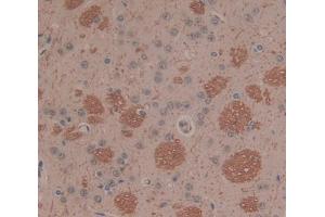 IHC-P analysis of Kidney tissue, with DAB staining. (PLA2G2D anticorps  (AA 20-134))