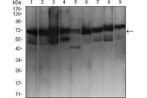 Western blot analysis using EZR mouse mAb against MCF-7 (1), Hela (2), A431 (3), Hek293 (4), SK-N-SH (5), Jurkat (6), HepG2 (7), NIH/3T3 (8), and Cos7 (9) cell lysate.