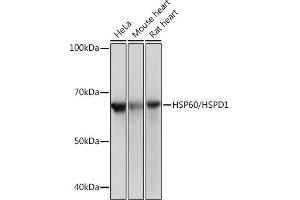 Western blot analysis of extracts of various cell lines, using HSP60/HSPD1 Rabbit mAb (ABIN1680746, ABIN3015220, ABIN3015221 and ABIN7101321) at 1:1000 dilution. (HSPD1 anticorps)