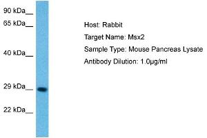 Host: Mouse Target Name: MSX2 Sample Tissue: Mouse Pancreas Antibody Dilution: 1ug/ml (Msx2/Hox8 anticorps  (N-Term))