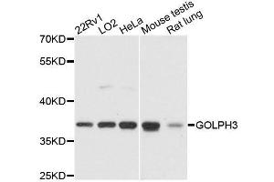 Western blot analysis of extracts of various cell lines, using GOLPH3 antibody.