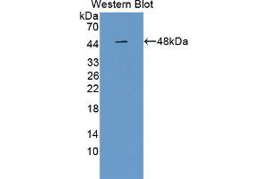 Western blot analysis of the recombinant protein. (PAFAH2 anticorps  (AA 1-392))