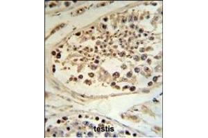 DEK Antibody (C-term) (ABIN653133 and ABIN2842710) IHC analysis in formalin fixed and paraffin embedded human testis tissue followed by peroxidase conjugation of the secondary antibody and DAB staining. (DEK anticorps  (C-Term))