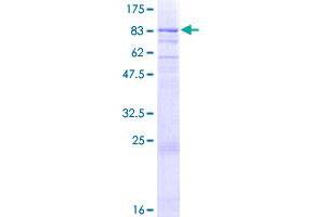 Image no. 1 for NIMA related kinase 3 (NEK3) (AA 1-506) protein (GST tag) (ABIN1312358)