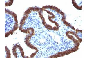Formalin-fixed, paraffin-embedded human Fallopian Tube stained with ASRGL1 Mouse Monoclonal Antibody (CRASH/1289). (ASRGL1 anticorps)