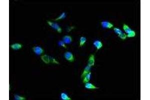 Immunofluorescence (IF) image for anti-Integrin alpha M (ITGAM) (AA 46-150) antibody (ABIN6059572) (CD11b anticorps  (AA 46-150))