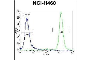 Flow cytometric analysis of NCI-H460 cells (right histogram) compared to a negative control cell (left histogram). (RASSF8 anticorps  (N-Term))