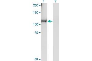 Western Blot analysis of RGL1 expression in transfected 293T cell line by RGL1 monoclonal antibody (M01), clone 2D10.