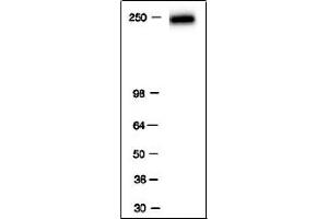 RNA pol II antibody tested by Western blot. (POLR2F anticorps)