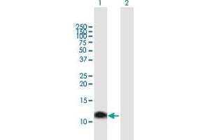 Western Blot analysis of MT1A expression in transfected 293T cell line by MT1A MaxPab polyclonal antibody.