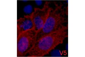 Immunofluorescence staining of 293 cells transfected with a V5-tag protein using antibody (Red) and DAPI (Blue). (V5 Epitope Tag anticorps)