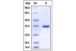 Human IgG1 Fc, His Tag on SDS-PAGE under reducing (R) condition. (Recombinant HEK-293 Cells IgG isotype control (His tag))