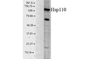 Western blot analysis of Human Cell line lysates showing detection of HSP110 protein using Rabbit Anti-HSP110 Polyclonal Antibody . (HSPA4 anticorps  (PE))