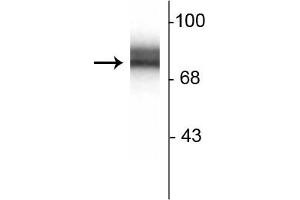 Western blot of 10ug of rat hippocampal  lysate showing specific immunolabeling of the ~78 kDa synapsin I doublet protein. (SYN1 anticorps)