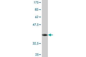 Western Blot detection against Immunogen (36.
