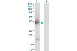 Western Blot analysis of IL1A expression in transfected 293T cell line by IL1A monoclonal antibody (M01), clone 4B8. (IL1A anticorps  (AA 172-271))