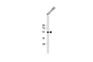 Anti-T Antibody (N-term) at 1:2000 dilution + NCI- whole cell lysate Lysates/proteins at 20 μg per lane. (T Antigen (AA 15-43), (N-Term) anticorps)