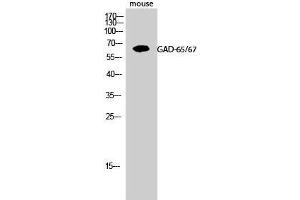 Western Blot (WB) analysis of Mouse cells using GAD-65/67 Polyclonal Antibody. (GAD65+GAD67 (C-Term) anticorps)