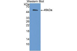 Western blot analysis of the recombinant protein. (MSE anticorps  (AA 3-434))
