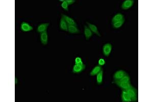 Immunofluorescent analysis of HepG2 cells using ABIN7165750 at dilution of 1:100 and Alexa Fluor 488-congugated AffiniPure Goat Anti-Rabbit IgG(H+L)