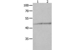 Western Blot analysis of Jurkat and K562 cell using NCK1 Polyclonal Antibody at dilution of 1:600 (NCK1 anticorps)