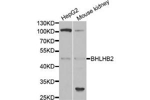 Western blot analysis of extracts of various cell lines, using BHLHE40 antibody (ABIN5973918) at 1/1000 dilution. (BHLHE40 anticorps)