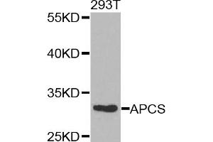 Western blot analysis of extracts of 293T cells, using APCS antibody (ABIN5971040) at 1/1000 dilution. (APCS anticorps)