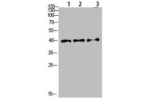 Western Blot analysis of 1,mouse-lung 2,mouse-brain 3,mouse-spleen cells using primary antibody diluted at 1:500(4 °C overnight). (Tropomyosin anticorps  (AA 101-150))