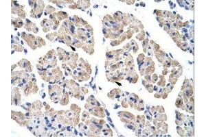 Image no. 1 for anti-T-Cell Leukemia Homeobox 2 (TLX2) (C-Term) antibody (ABIN202158) (TLX2 anticorps  (C-Term))