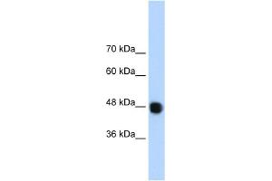 WB Suggested Anti-DAZAP1 Antibody Titration:  1. (DAZAP1 anticorps  (C-Term))