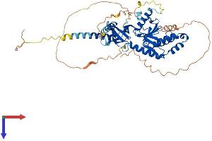 AlphaFold protein structure predicition of Human Recombinant CACNB3 Protein, UniprotID P54284