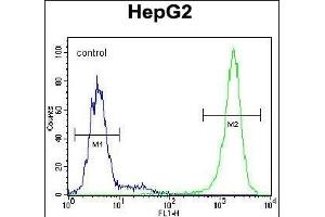 TIGD3 Antibody (C-term) (ABIN654995 and ABIN2844630) flow cytometric analysis of HepG2 cells (right histogram) compared to a negative control cell (left histogram).