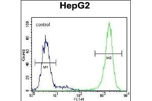 TIGD3 Antibody (C-term) (ABIN654995 and ABIN2844630) flow cytometric analysis of HepG2 cells (right histogram) compared to a negative control cell (left histogram). (TIGD3 anticorps  (C-Term))