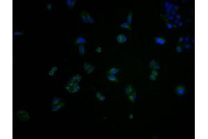 Immunofluorescence staining of Hela cells with ABIN7148898 at 1:100, counter-stained with DAPI.