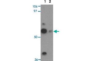 Western blot analysis of TEKT5 in NIH/3T3 cell lysate with TEKT5 polyclonal antibody  at 0. (TEKT5 anticorps  (Internal Region))