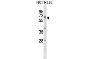 ZNF350 Antibody (Center) western blot analysis in NCI-H292 cell line lysates (35 µg/lane). (ZNF350 anticorps  (Middle Region))