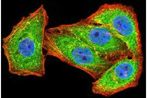 Immunofluorescence analysis of Hela cells using GRIN2B mouse mAb (green). (GRIN2B anticorps  (AA 27-163))