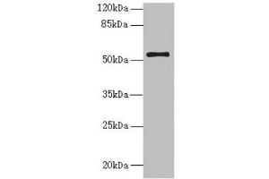 NLE1 anticorps  (AA 206-485)