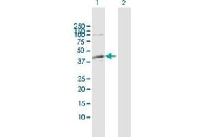Western Blot analysis of ADH1C expression in transfected 293T cell line by ADH1C MaxPab polyclonal antibody.