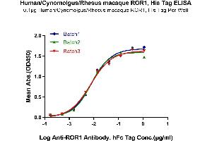 Immobilized Human/Cynomolgus/Rhesus macaque ROR1 at 1 μg/mL (100 μL/Well) on the plate.