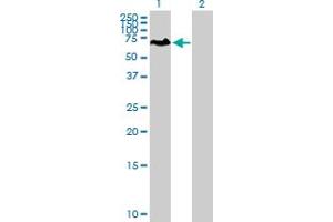 Western Blot analysis of PCM1 expression in transfected 293T cell line by PCM1 MaxPab polyclonal antibody. (PCM1 anticorps  (AA 1-530))
