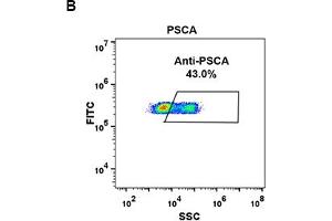 Flow Cytometry (FACS) image for anti-Prostate Stem Cell Antigen (PSCA) (AA 12-86) antibody (ABIN7092888) (PSCA anticorps  (AA 12-86))